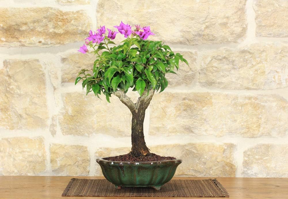 Sanderiana Bouganville Bonsai Tree (55)