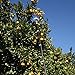EVERSPROUT 24-Foot Fruit Picker (30+ Foot Reach) | Telescoping Easy-to-Attach Twist On Basket Design | Heavy-Duty, High-Grade Aluminum Extension Pole