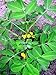Virginia Jumbo Peanut 20 Seeds - The best name in peanut eating. Easy and fun to grow inside or outside. Packed by Seeds and Things