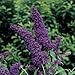Black Knight Butterfly Bush - Buddleia - Oldtimer/Hardy - 4" Pot