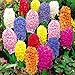 C-Pioneer 600 PCS 23 Color Mixed Hyacinthus Orientalis Seeds, Not Hyacinth Bulbs