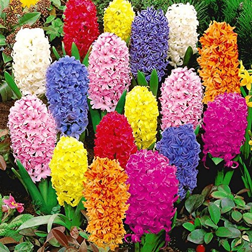 C-Pioneer 600 PCS 23 Color Mixed Hyacinthus Orientalis Seeds, Not Hyacinth Bulbs C-Pioneer 600 PCS 23 Color Mixed Hyacinthus Orientalis Seeds, Not Hyacinth Bulbs