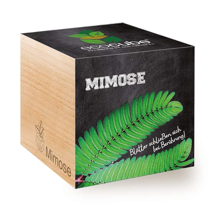 Feel Green Ecocube Mimose, Blätter Schließen sich bei Berührung, Nachhaltige Geschenkidee (100% Eco Friendly), Grow Your Own/