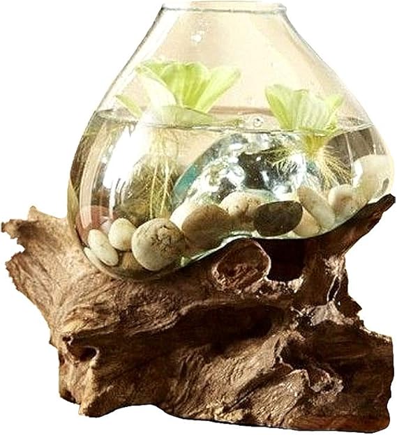 OMA Hand Blown Molten Glass & Teak Wood Terrarium/Vase/Fish