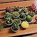 DaveandAthena 12 Pieces Cactus Tealight Candles Handmade Delicate Succulent Cactus Candles for Birthday Party, Wedding, Spa, Home Decoration (Style 1)