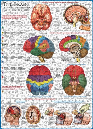 EuroGraphics Human Body (The Brain) 1000 Piece Puzzle