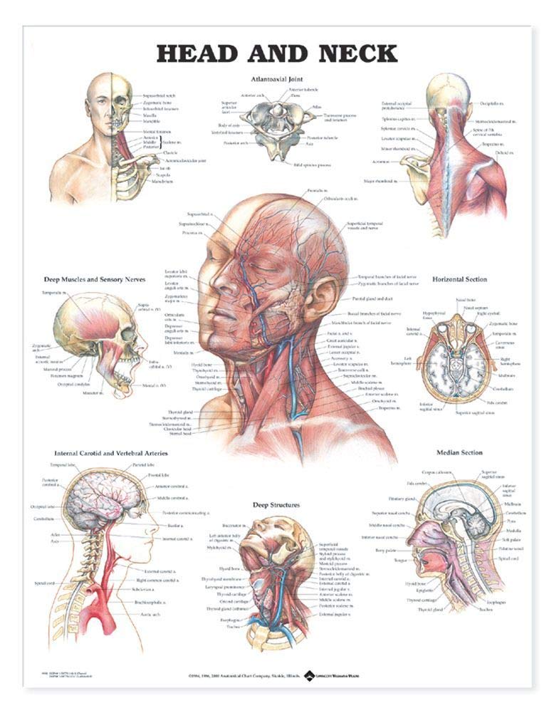 Head & Neck Chart