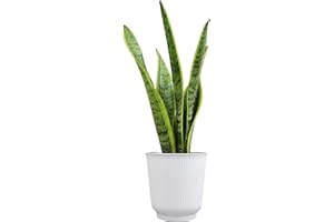 Altman Plants Sansevieria Laurentii Snake Plants (Approx. 10" Tall) in White Planter, Variegated Snake Plant Decor, Easy Plant Gift & Desk Plant, Live Snake Plant Live Indoor with Pot, Air Purifying