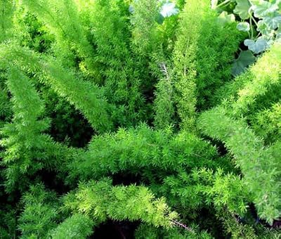 ASPARAGI Foxtail Fern Asparagus densiflorus meyeri - 60 Semi Bulk Plants