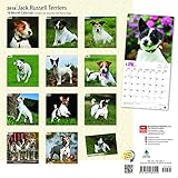 Image de Jack Russell Terriers 2018 12 x 12 Inch Monthly Square Wall Calendar with Foil Stamped Cover, Animals Dog Breeds Terriers (English, French and Spanish