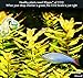 Rhinox Glass Drop Checker Kit – 3 Seconds to Read CO2 Levels - 3 Minutes to Setup - Fastest Way to Ensure Sufficient Co2 in Planted Aquarium - Color Change Reflects the Level of CO2