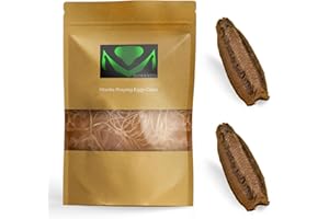 USMANTIS Carolina Praying Mantis Egg Cases with Hatching Habitat Bag (Two Egg Cases - Fresh) – Great for STEM Education, Fun Pets, and Beneficial for Gardens (50–200 Nymphs per Case)