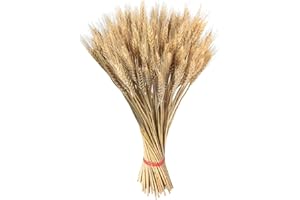 Dried Wheat Stalks, 100 Stems Dried Wheat Ears, 17.72 Inch Gold Natural Wheats Stalks, Wheats Bouquet, Grain Dry Grass Bunch,