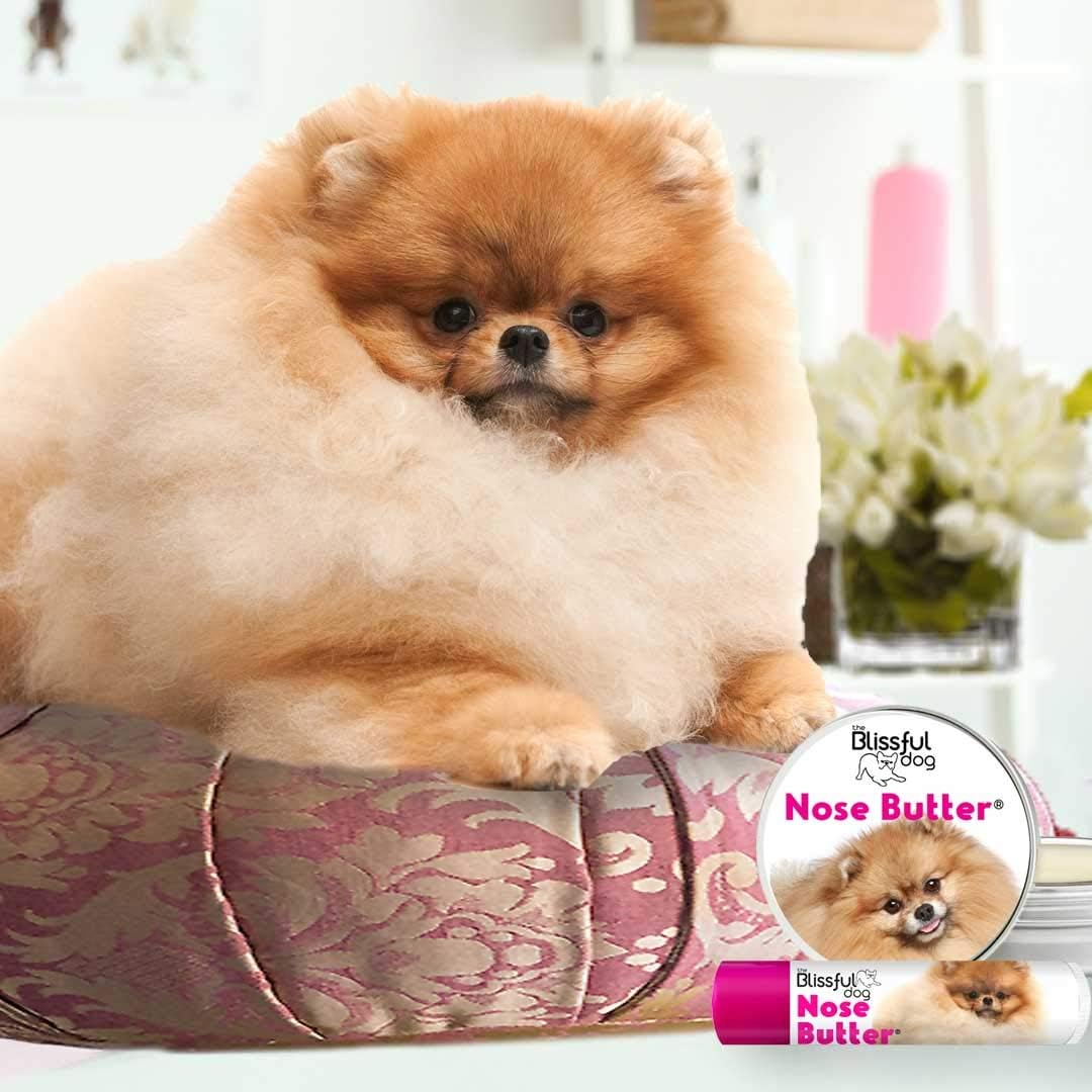 pomeranian breathing fast