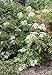 Johns Elderberry Perennial Shrub - Sambucus - Native - 3.25
