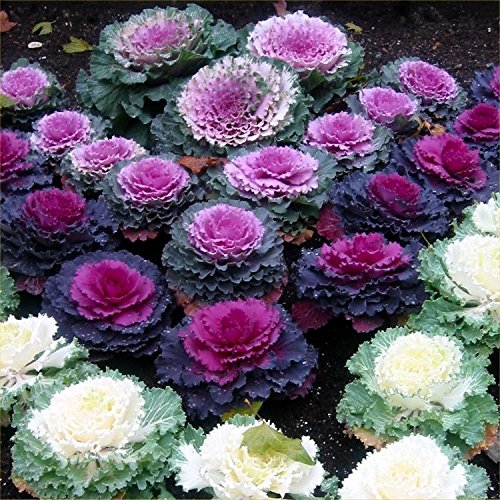 Japanese Ornamental Cabbage Osaka Seeds Mix Flowering Kale Around 40-50 Seeds - Thumbnail 3