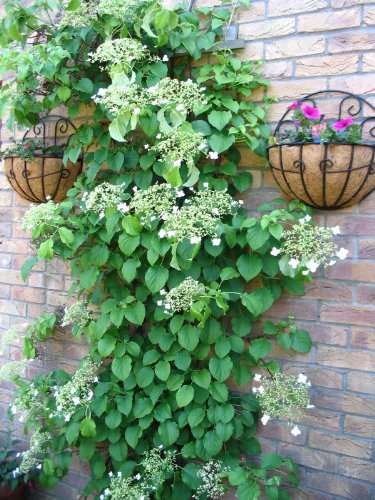 50 CLIMBING HYDRANGEA Anomala Petiolaris Vine Flower Seeds