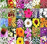 PERENNIAL Wildflower SEEDS - BULK MIX - Minimum 30 VARIETIES - 100% seed NO FILLERS - By MySeeds.Co (001 oz - (350+ sq. ft))