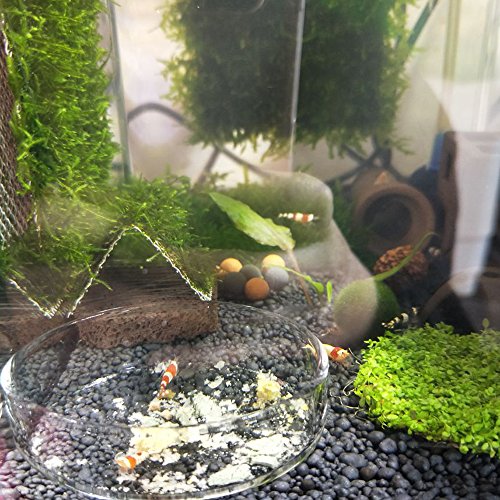 5 Senzeal+Aquarium+Shrimp+Feeding+Reptiles