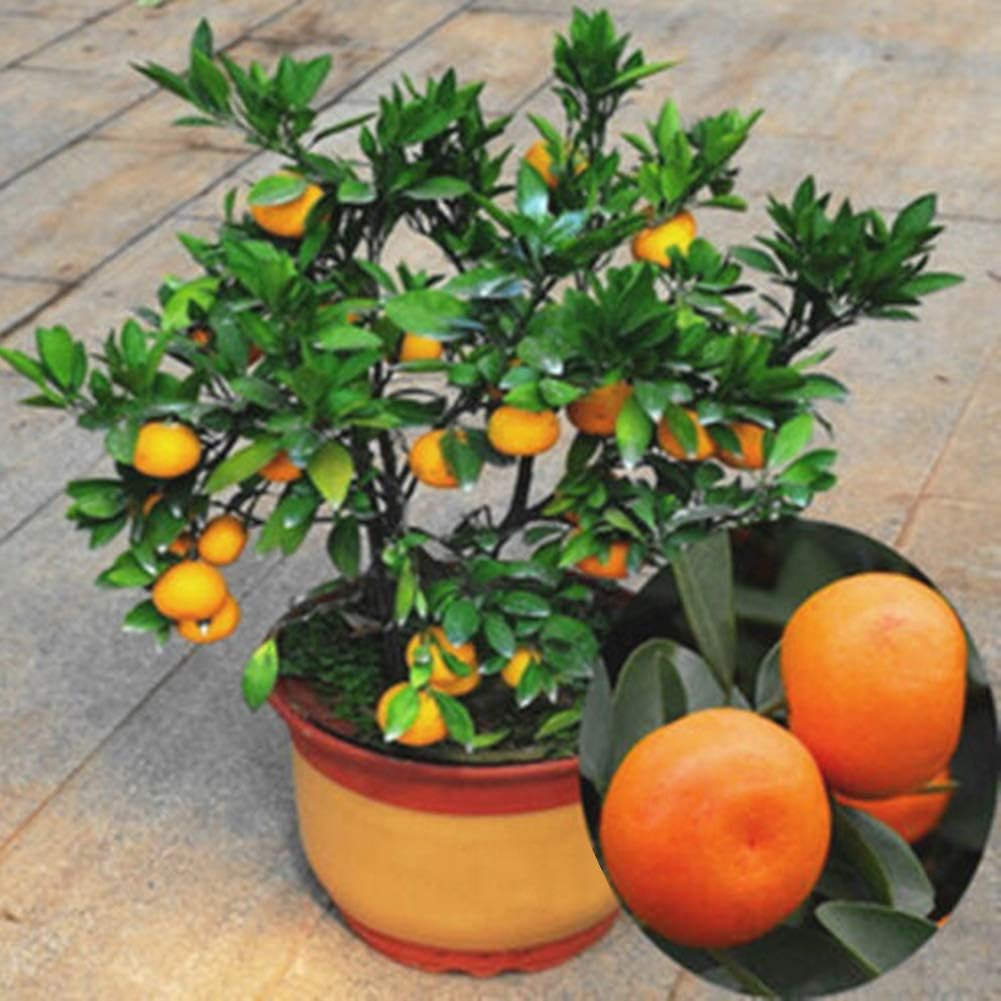 Orange Bonsai Tree Seeds,30Pcs Delicious Edible Citrus Fruit Garden Mandarin Orange Bonsai Tree Seeds - Orange Seeds