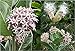 Showy Milkweed Seeds - Asclepsia Speciosum - Help Save the Monarch Butterfly