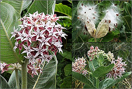 Showy Milkweed Seeds - Asclepsia Speciosum - Help Save the Monarch Butterfly Showy Milkweed Seeds - Asclepsia Speciosum - Help Save the Monarch Butterfly