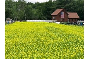 Kodiak Mighty Mustard Cover Crop Seed (2 Pounds)