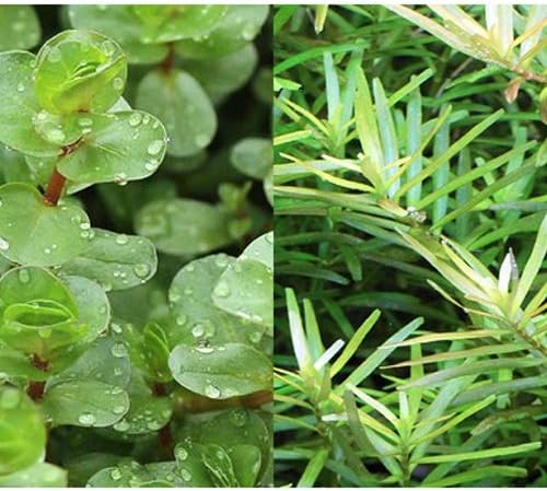 新作製品 世界最高品質人気 水草 ロタラ ホビー インディカ B01kfaiie4 正規品送料無料 カリカット 水上葉 10本 本州 四国限定 生体 ゲーム 100 品質保証 水草 ロタラ 激安超特価 新作製品 世界最高品質人気 水草 ロタラ ホビー インディカ B01kfaiie4 正規品送料無料 カリカット 水上葉 10本 本州 四国限定 生体 ゲーム 100 品質保証 水草 ロタラ 激安超特価