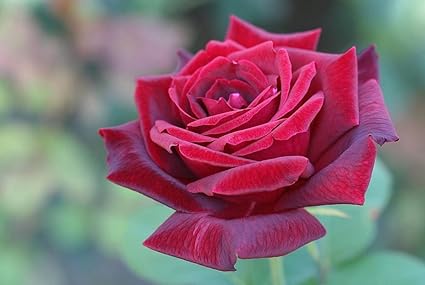 Amazon Com Beautiful Red Rose Flower Close Up Natural Scenery
