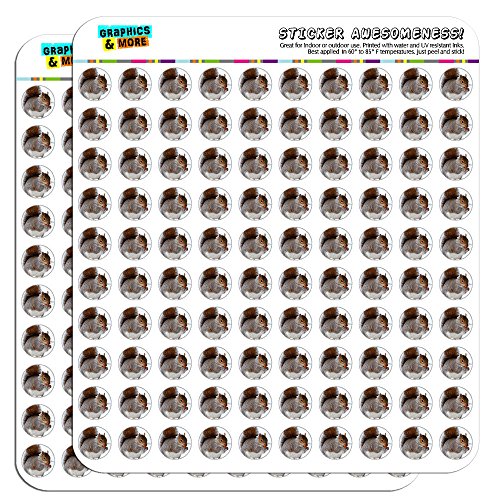 Squirrel Eating in Winter 1/2" (0.5") Planner Calendar Scrapbooking Crafting Stickers - Clear