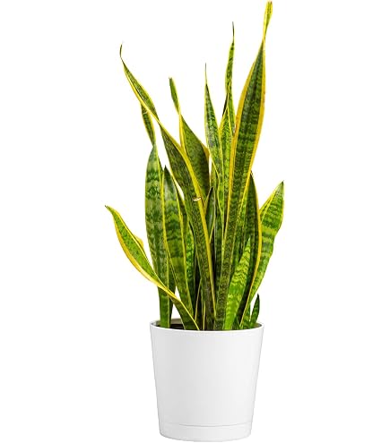 zimmerpflanze affenbrotbaum Adenium baobab – Foliage Dreams main image 0