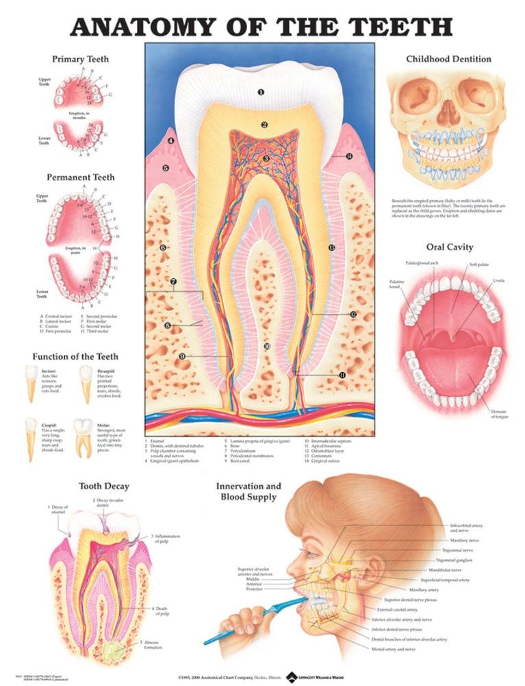 Amazon.com: Anatomy of the Teeth Anatomical Chart Paper Unmounted
