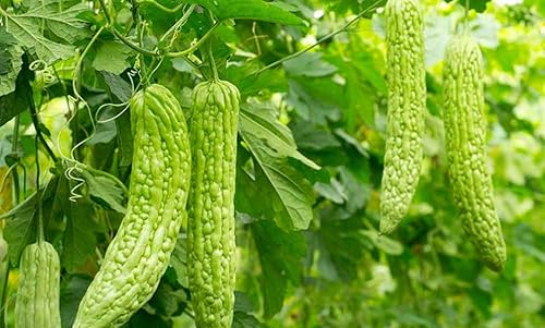 20+ Bitter Melon Seeds Momordica charantia Tasty mild Bitter Gourd