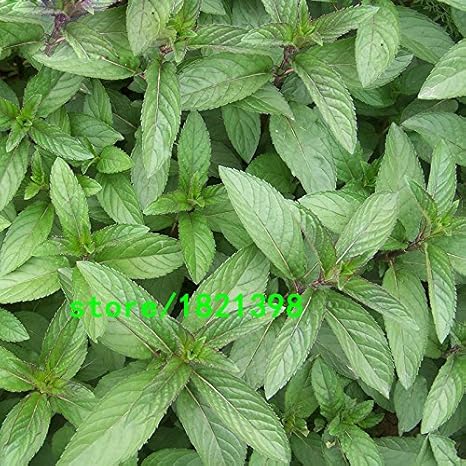 Amazon Co Jp プロモーション 植物ペパーミント野菜種子バルコニー鉢植えミント発芽率98 芳香植物の種子0pcs ホーム キッチン