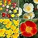 David's Garden Seeds Flower Poppy California Dreaming Mix (Multi) 100 Non-GMO, Open Pollinated Seeds