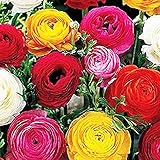 French Peony Ranunculus Mixed - 25 Largest Size Corms
