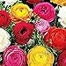 French Peony Ranunculus Mixed - 25 Largest Size Corms