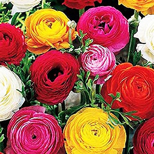 French Peony Ranunculus Mixed - 25 Largest Size Corms
