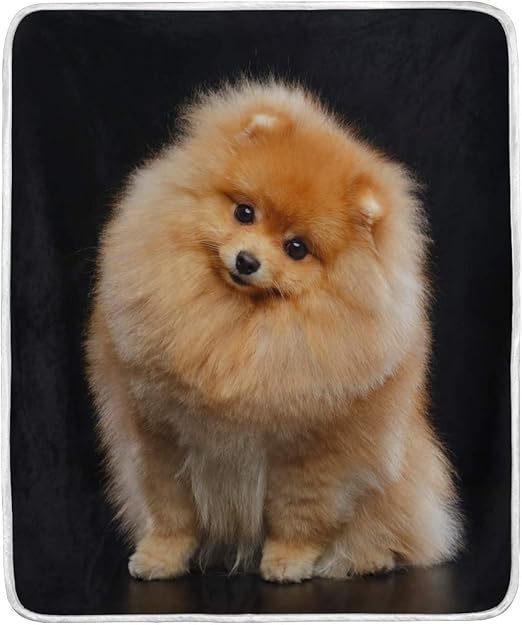 fuzzy pomeranian