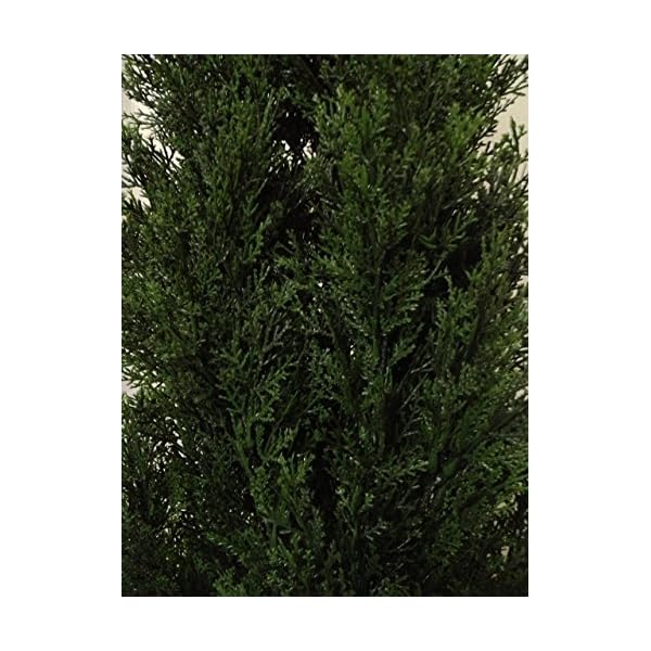 Two 48 Inch Tall Outdoor Artificial Cedar Topiary Tree UV Rated Potted
