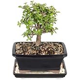 Brussel's Bonsai - Medium Jade Live Bonsai Tree, Potted Indoor Plant | 4 Years Old, 8" - 12" Tall, Decorative Potted Plant, Ready to Display, Indoor Plant for Home or Office