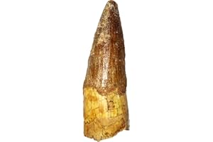 GOLDNUGGETMINER Genuine Large Spinosaurus Tooth with Display Case - 2 inches Long!