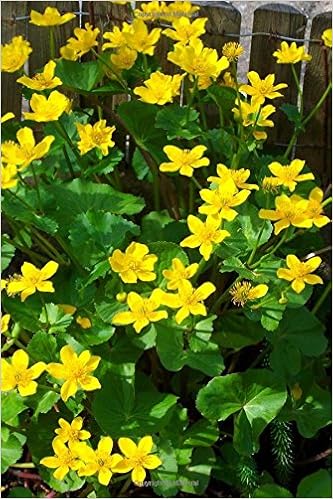 Buy Pretty Yellow Kingcup Marsh Marigold Caltha Palustris Flower Journal 150 Page Lined Notebook Diary Book Online At Low Prices In India Pretty Yellow Kingcup Marsh Marigold Caltha Palustris Flower Journal 150 Page Lined