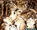 Turnbull FarmsTM Purebred Jumbo Brown Coturnix Quail Hatching Eggs - 1 Dozen (12)