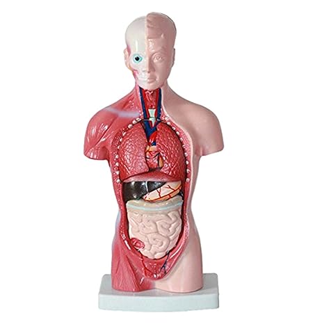 Baoblaze Menschlicher Torso Körperorgan Anatomie Anatomisches Modell Medizinische Wissenschaft Schule Lernen