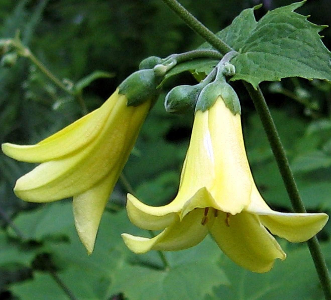 Portal Cool Kirengeshoma Koreana Bells Wax 10 Graines Cora C Enne Amazon Fr Cuisine Maison