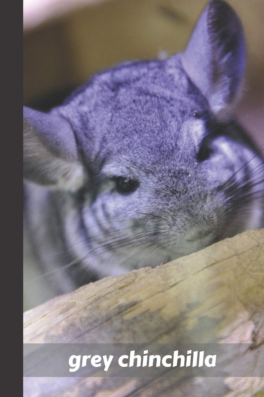 tiny chinchilla