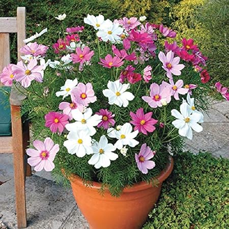 Splendour Seeds  Cosmos Dwarf sensation mix flower seeds