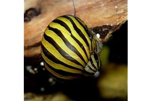 BUY2GET1FREE! Aquatic Discounts – 1 Zebra Nerite Snail – Great Addition to Any Freshwater Tank! Active Algae Eater! Consumer of Bottom Debris and uneaten Fish Food! Perfect Tank Mate for Bettas Guppy