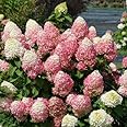 Live plant from Green Promise Farms Hydrangea pan. Quick Fire Fab (Panicle) Shrub, 3 Size Container Proven Winners, White to Pink Flowers
